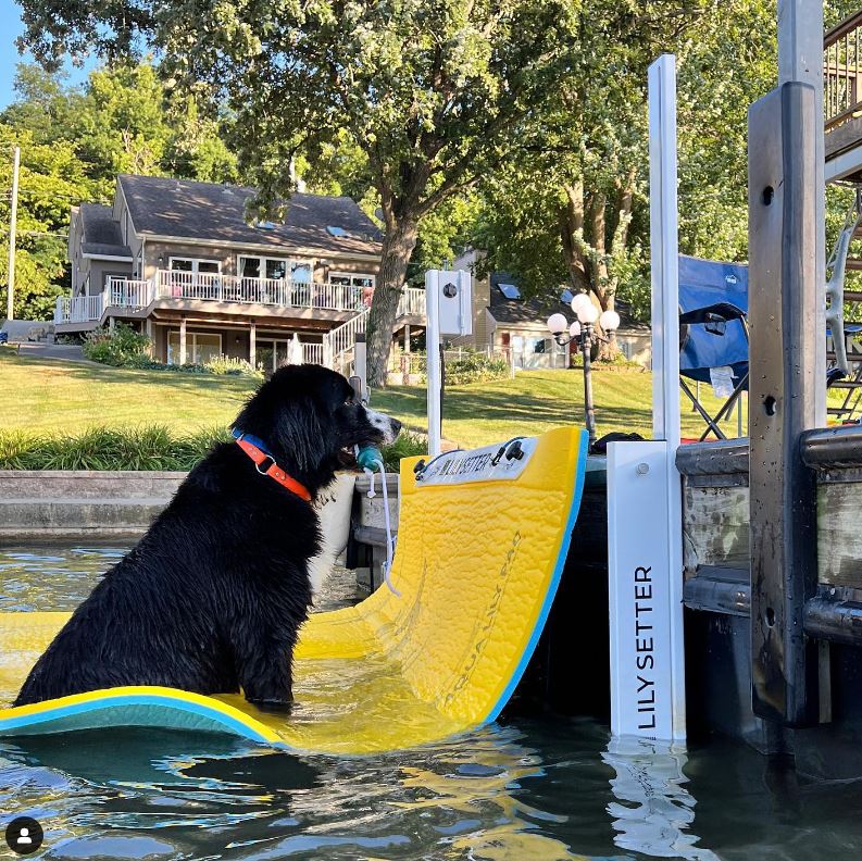 This is a picture of a Dog stiffing on a Lily Pad that was easily deployed via a motorized device called a Dock-Setter. The dogs can easily jump on or off the lily pad to the dock.